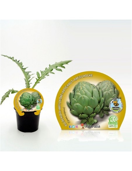 Planter de carxofa Victoria (4 unitats)