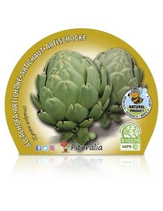 Plantel de alcachofa verde 2
