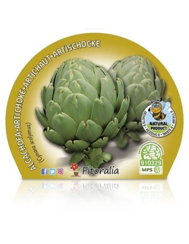 Planter de carxofa Victoria (4 unitats)