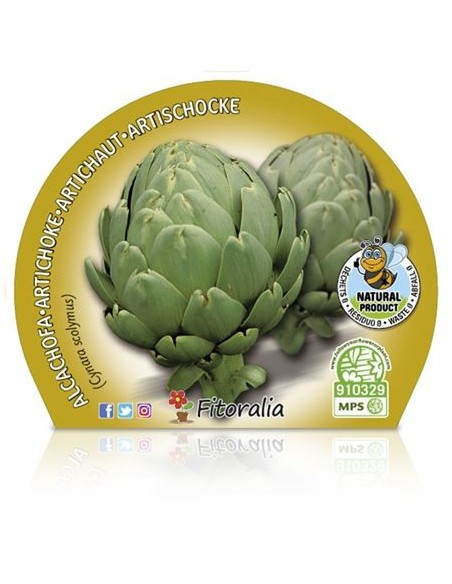 Planter de carxofa Victoria (4 unitats)