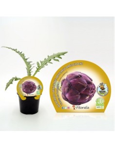 Planter de carxofa violeta (6 unitats)