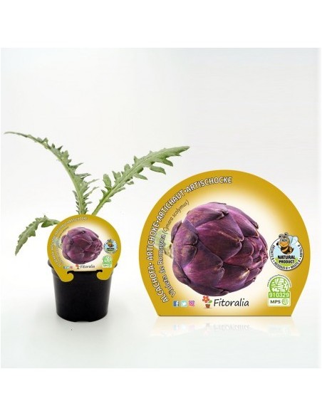 Plantel alcachofa violeta (6 unidades)