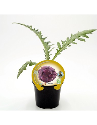 Plantel alcachofa violeta (6 unidades)