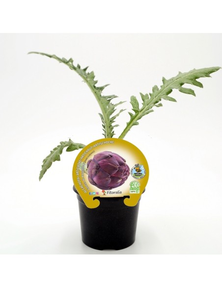 Plantel alcachofa violeta (6 unidades)