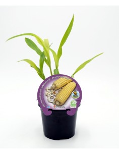 Maiz para palomitas (maceta 10,5 cm Ø)