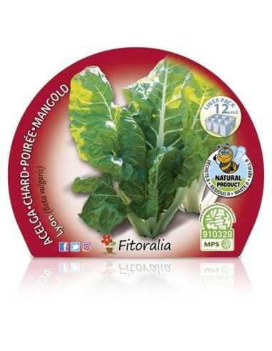 Planter bleda groga de Lyon natural (12 unitats)
