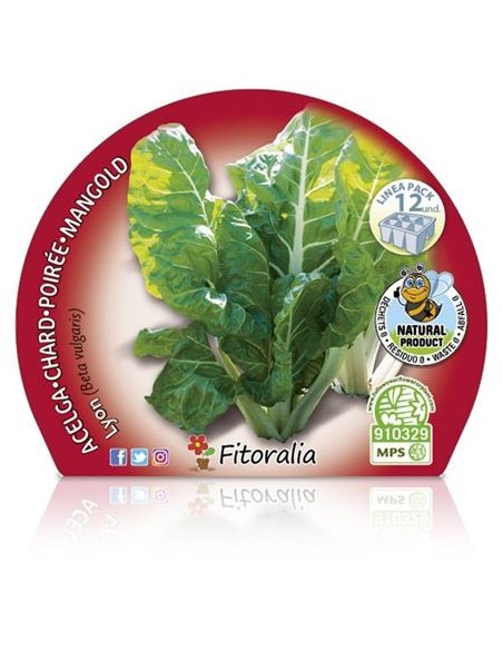 Mudas de acelga amarela de Lyon natural (12 unidades)