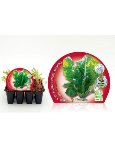 Planter bleda groga de Lyon natural (12 unitats)