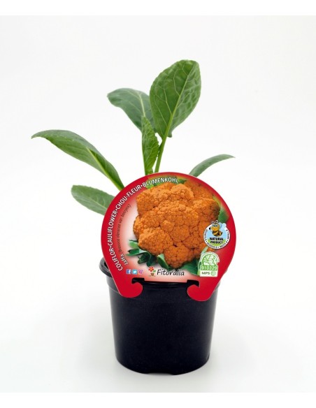 Planter coliflor carbassa natural Jaffa (test 10,5 cm ø)