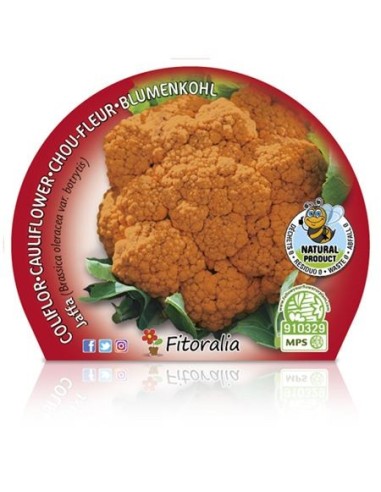 Plantel coliflor naranja natural Jaffa (maceta 10,5 cm ø)