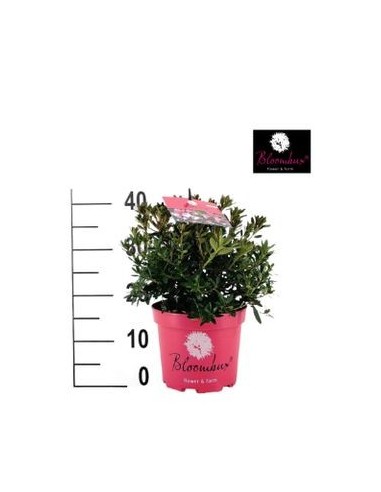 Rododendro bloombux (maceta 17 cm ø)