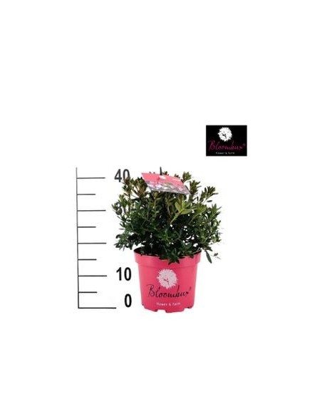 Rododendro bloombux (maceta 17 cm ø)