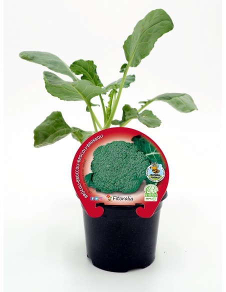 Plantel brócoli verde ecológico (12 unidades)