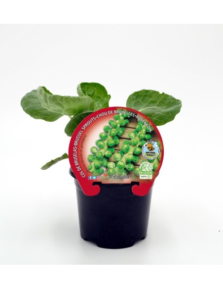 Planta orgânica de couve de Bruxelas