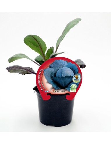 Planter col Llombarda ecològica (6 unitats)