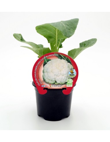 Planta de couve-flor branca orgânica (12 unidades)