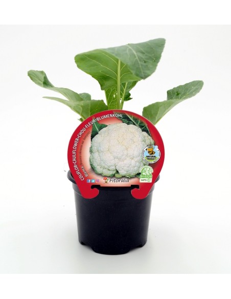 Planta de couve-flor branca orgânica (12 unidades)