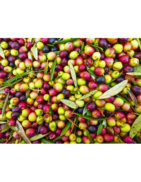 Olivera IRTA i 18 arbequina