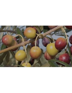 Compre Oliveira IRTA i-18 em Germigarden 2