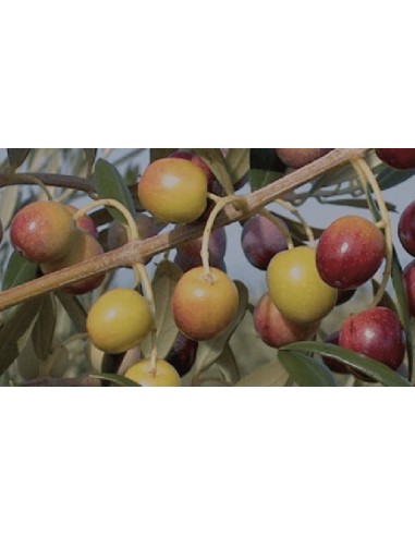 Compre Oliveira IRTA i-18 em Germigarden
