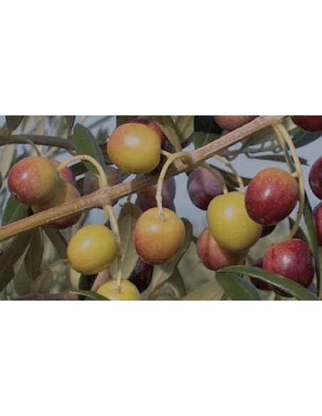 Compre Oliveira IRTA i-18 em Germigarden