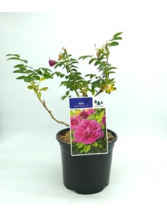Rosal rugosa (test 19 cm Ø)