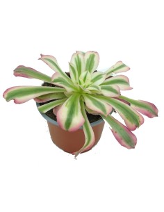 Aeonium Pink Witch (maceta 13 cm ø)