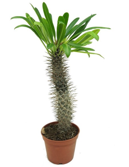 Pachypodium lamerei (vaso 13 cm ø)
