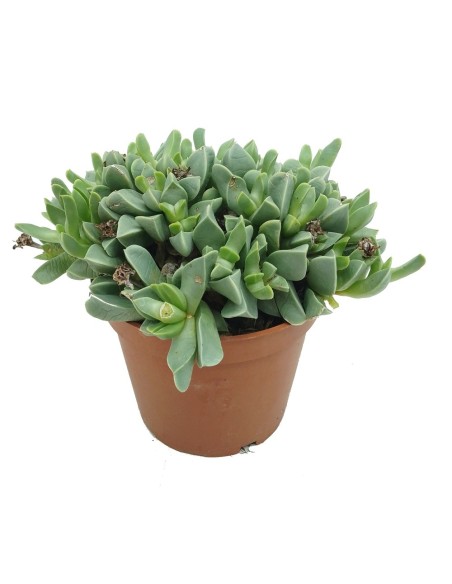 Faucaria bosscheana (vaso 13 cm ø)