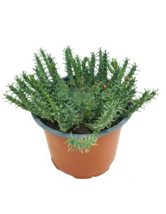 Euphorbia gorgonis (maceta 13 cm ø)