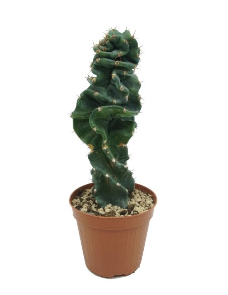 Aloe squarrosa (test 12 cm ø)