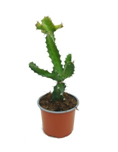 Euphorbia lactea (maceta 13 cm ø)