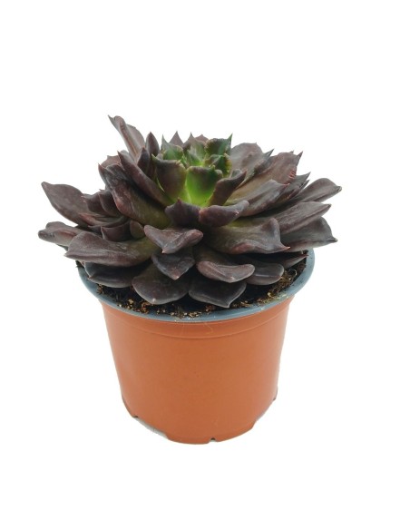 Echeveria Super bold (test 13 cm ø)