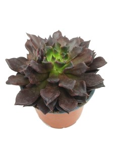 Echeveria Super bold (maceta 13 cm ø)