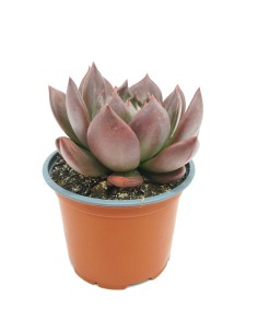 Echeveria Masai (maceta 13 cm ø) 2