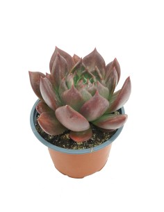 Echeveria Masai (maceta 13 cm ø)