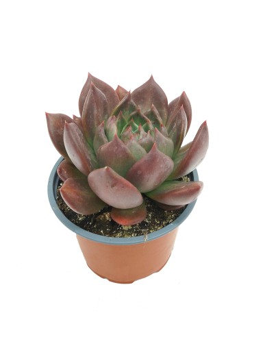 Echeveria cv. black river (test 12 cm ø)