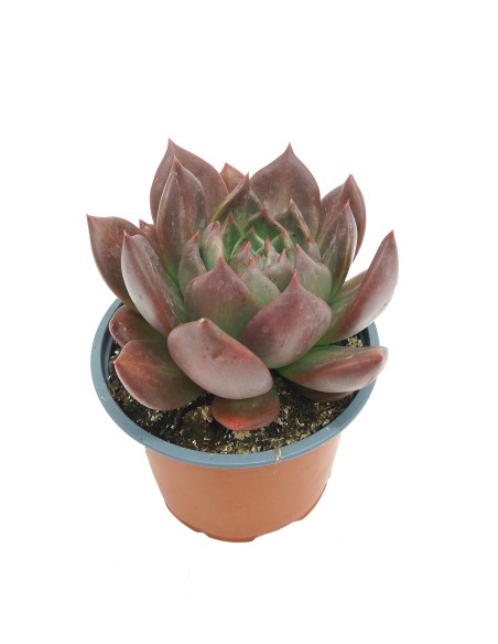 Echeveria Masai (vaso 13 cm ø)