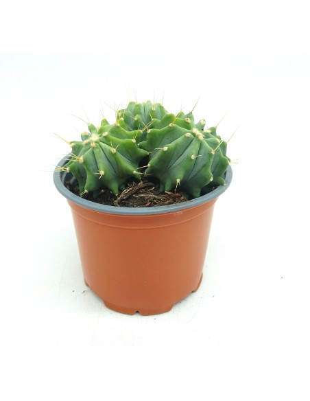 Ferocactus glaucescens nuda (maceta 13 cm ø)