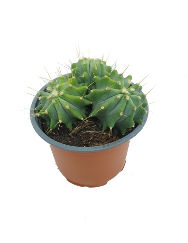 Ferocactus glaucescens nuda (maceta 13 cm ø)