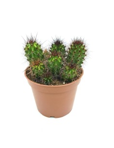 Stenocereus Thurberi  2