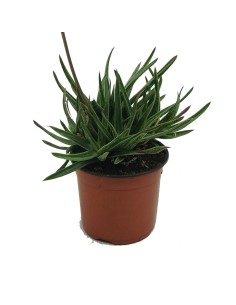 Gasteraloe doreen (maceta 13 cm ø)