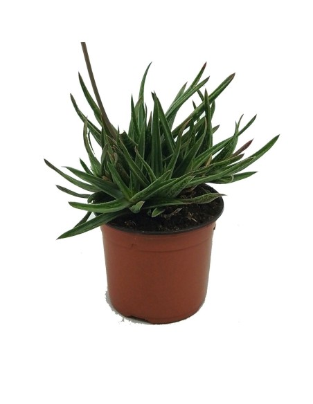 Gasteraloe doreen (pote 13 cm ø)