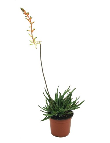 Gasteraloe doreen (pote 13 cm ø)