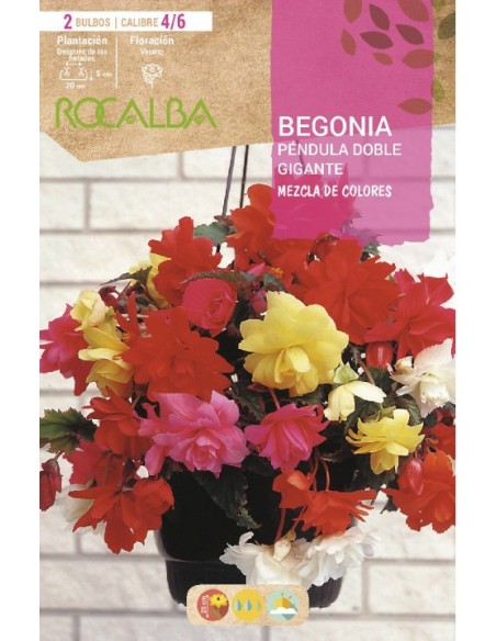 Bulb de begònia pèndula doble gegent (2 unitats)