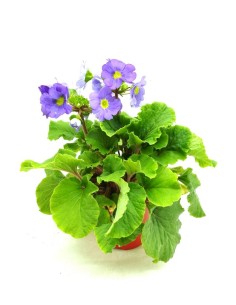 Compre primula obonica por € 4,85 em Germigarden