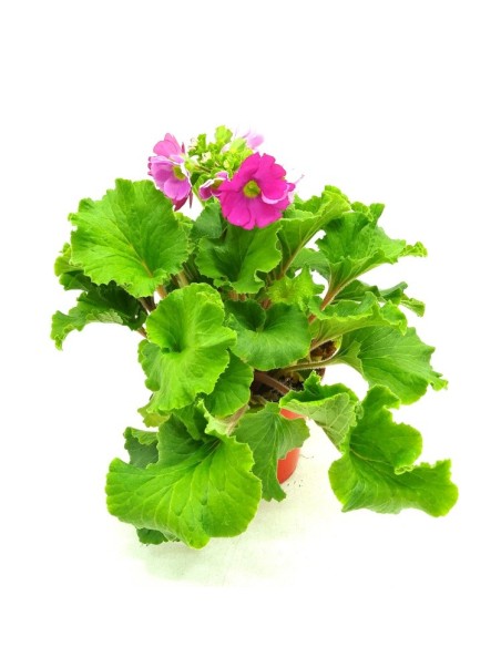 Achetez primula obconica à partir de 4,85€ chez Germigarden