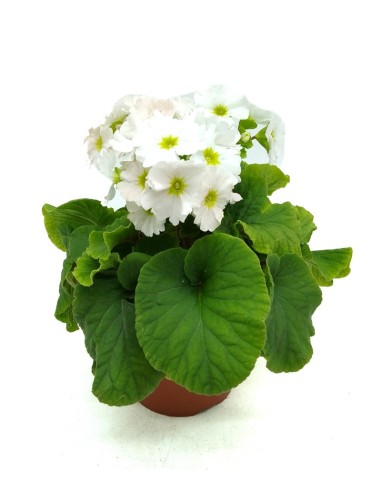 Comprar primula obconica desde 4,95€ en Germigarden
