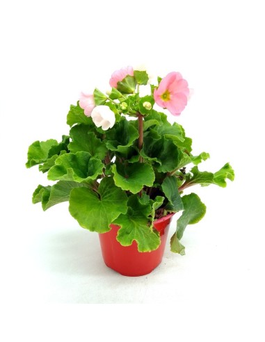 Comprar primula obconica desde 4,95€ en Germigarden