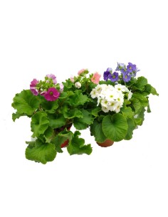 Achetez primula obconica à partir de 4,85€ chez Germigarden 2
